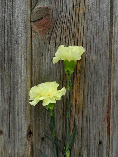 DILETTA YELLOW CARNATIONS